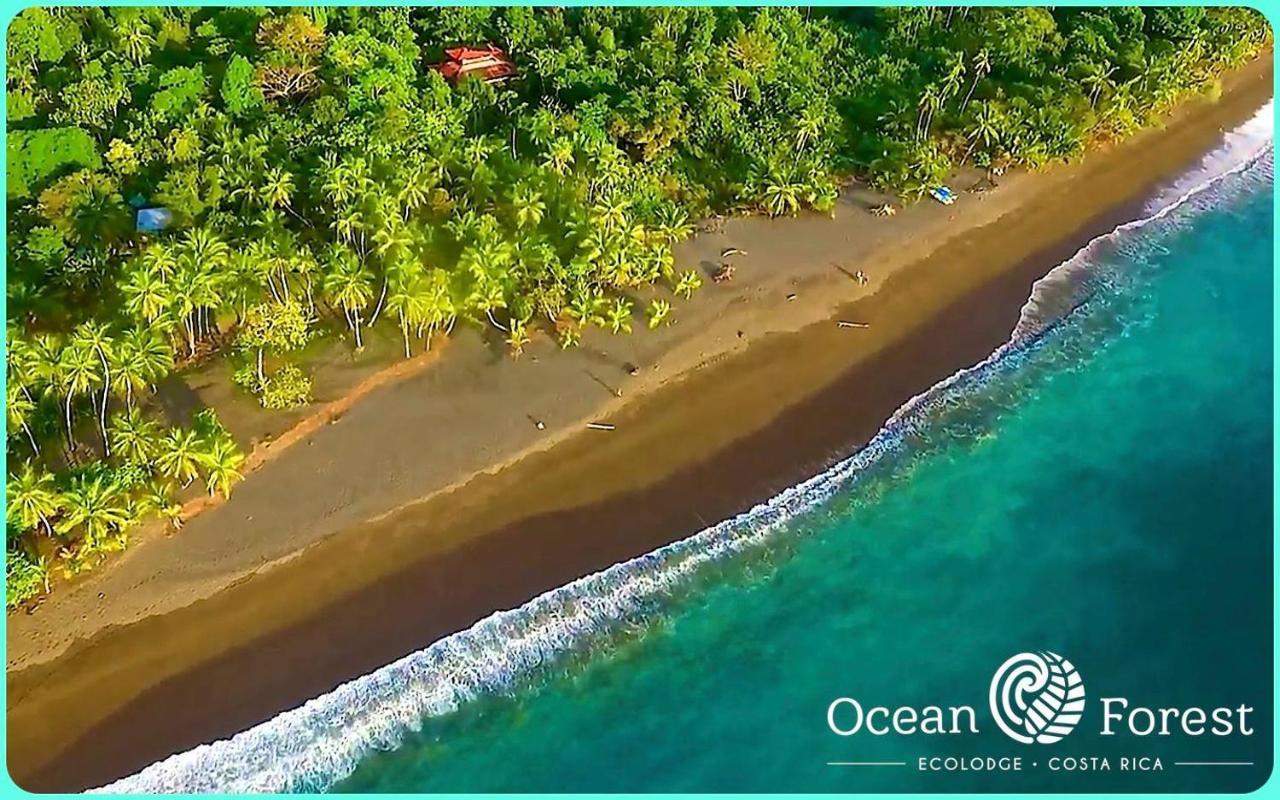Ocean Forest Ecolodge San Pedrillo Exteriér fotografie