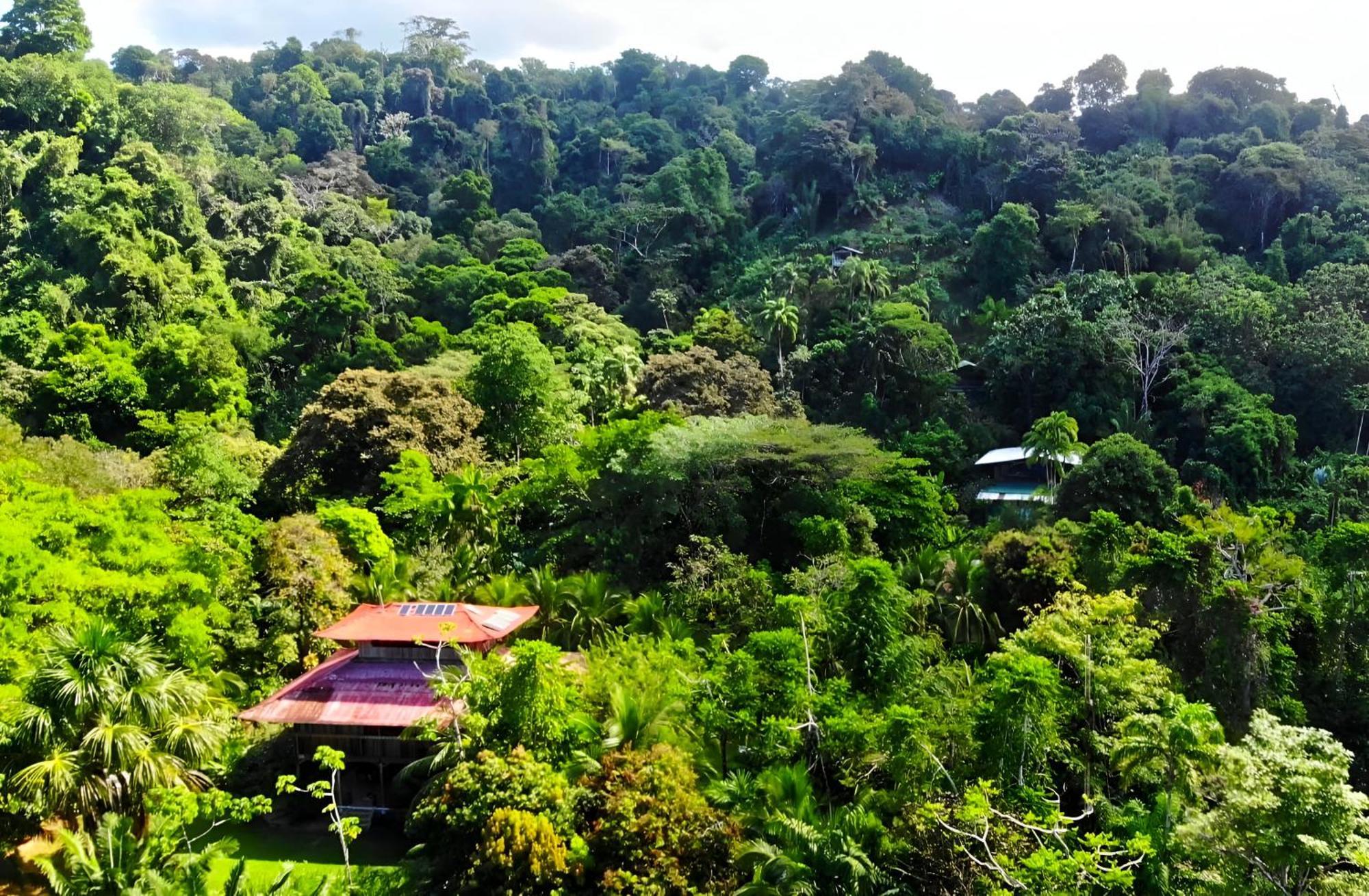 Ocean Forest Ecolodge San Pedrillo Exteriér fotografie